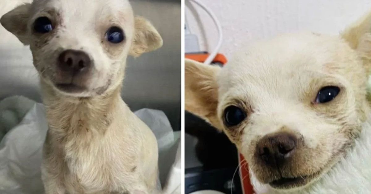 Él es Pinky, el perrito chihuahua que se enfrentó a un ladrón y sobrevivió 