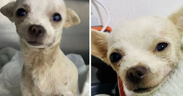 Él es Pinky, el perrito chihuahua que se enfrentó a un ladrón y sobrevivió 