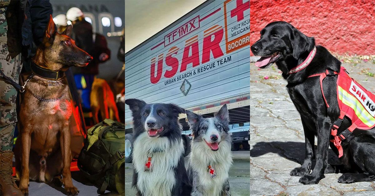 ¡Héroes peludos! Perritos rescatistas viajan desde México para ayudar en Turquía 