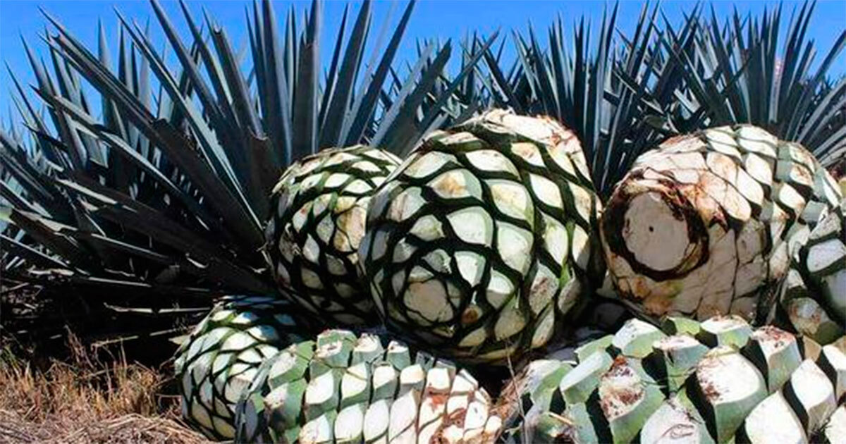 Plantación de agave azul dejará de ser redituable por saturación de mercado: SADYR