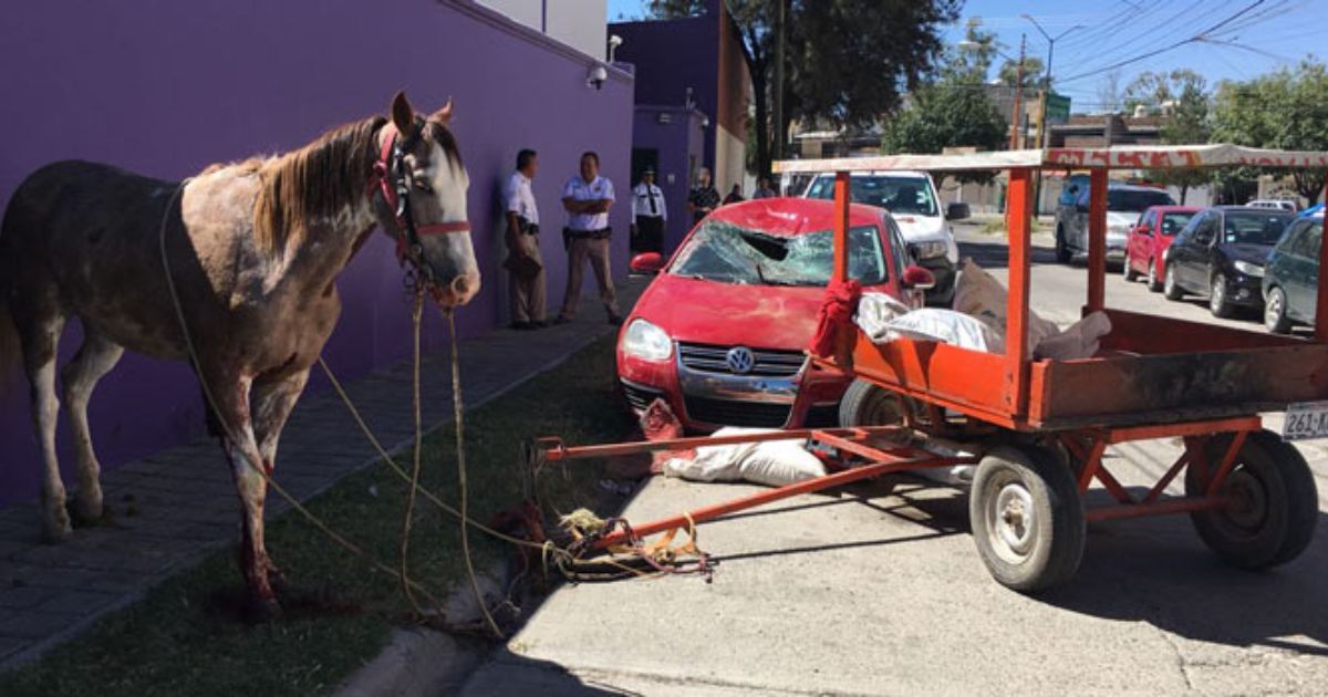 Canjean animales por vehículos en programa de vialidad de León