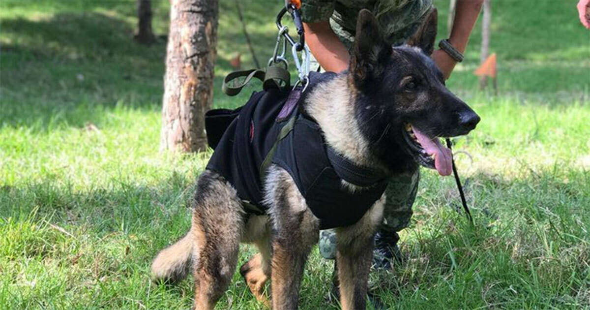 ¡Adiós a un héroe! Fallece Proteo, perrito rescatista mexicano en Turquía