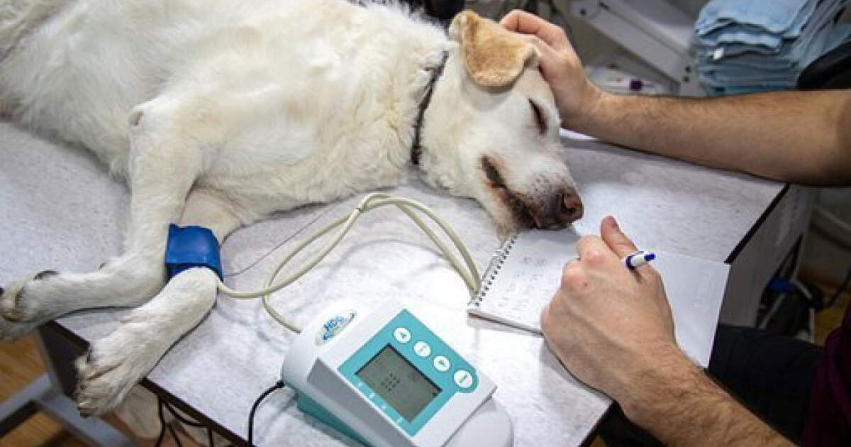 Hospital Veterinario de León ya tiene terreno