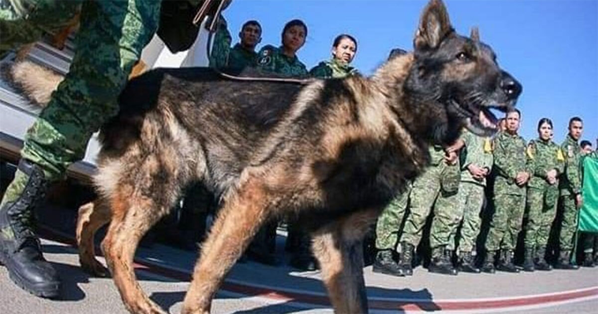 ¿Cuál fue la causa de muerte de Proteo en Turquía? Aquí te lo contamos