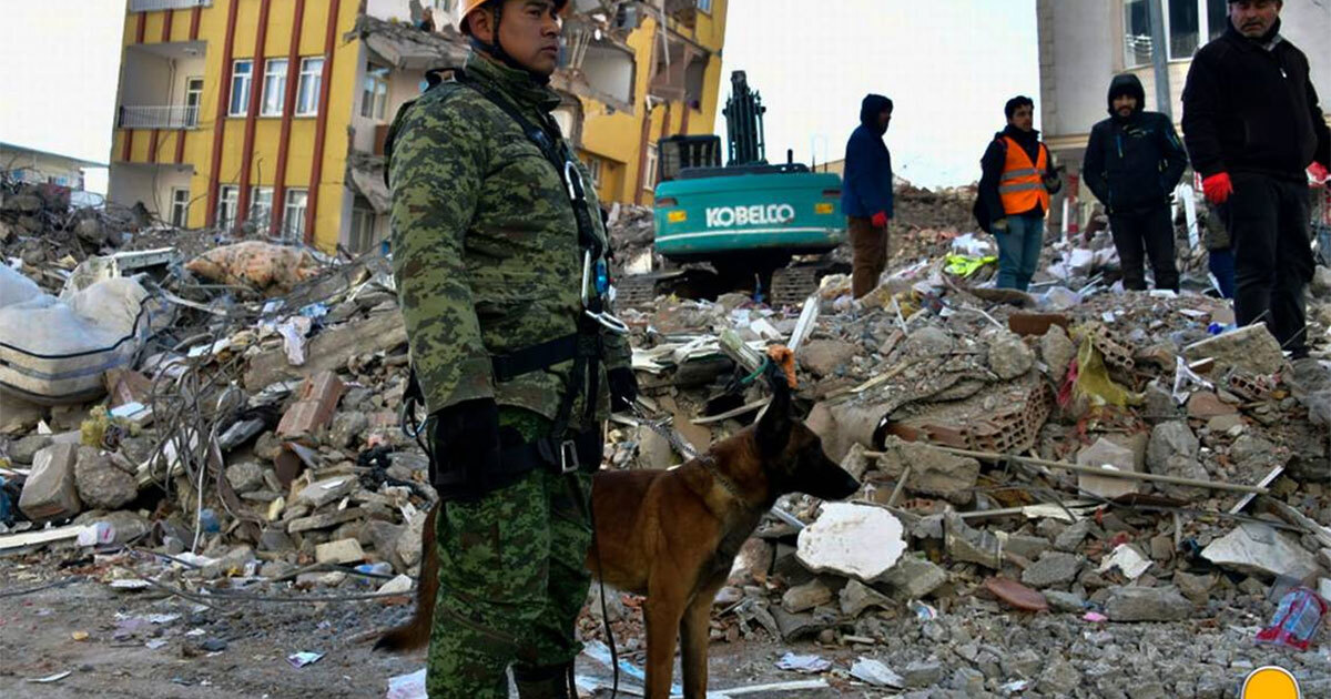 Todo un héroe: Proteo, perrito rescatista en Turquía, salvó a 22 personas en su carrera 