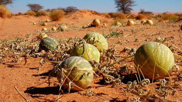 Buscarán que guanajuatenses aprendan de Israel a sembrar en el desierto 