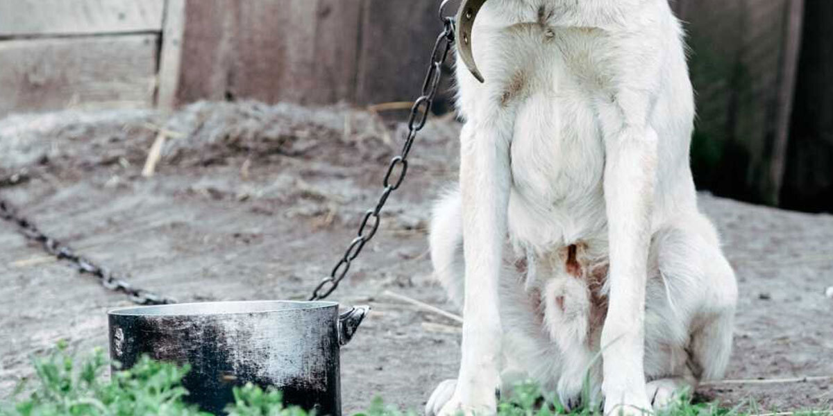 Activistas denuncian a hombre por maltrato animal contra perros en Las Américas de Irapuato