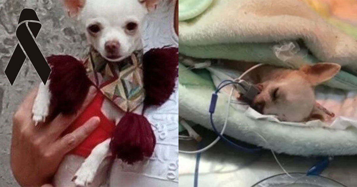 Adiós Pinky: muere perrito chihuahua que se enfrentó a ladrón 