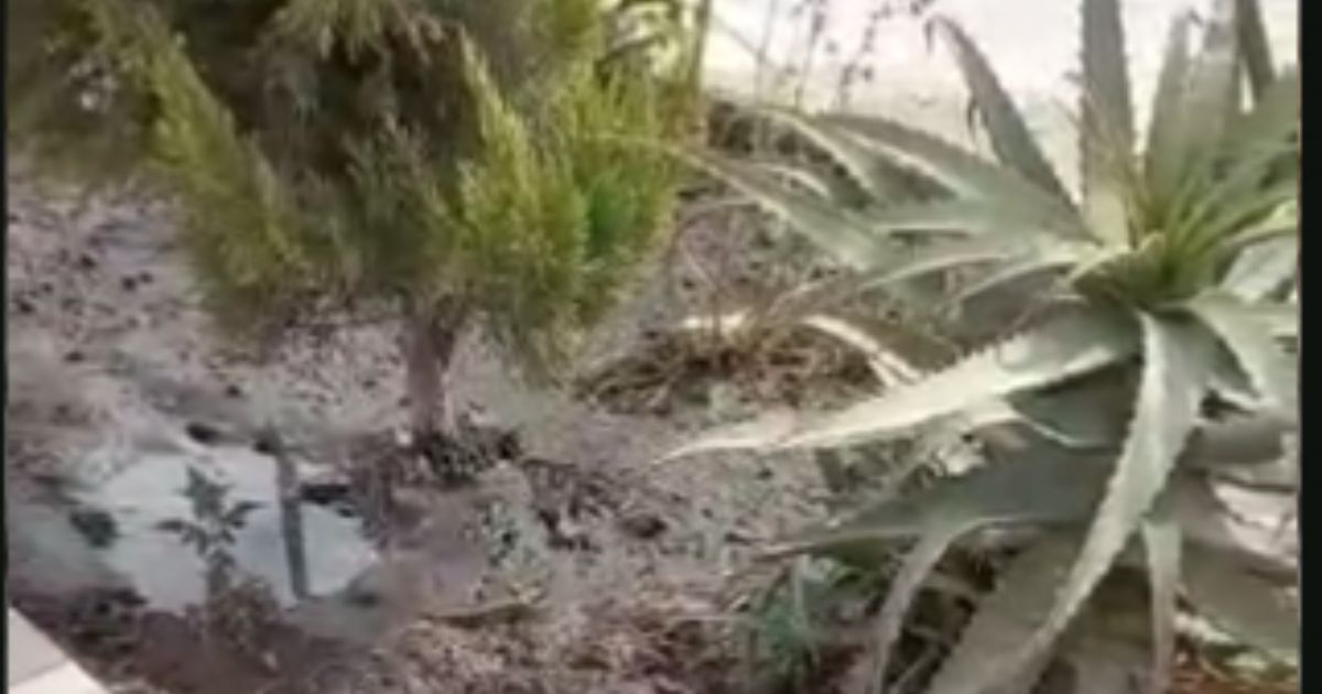 Riegan en San Diego de la Unión plantas con aguas negras