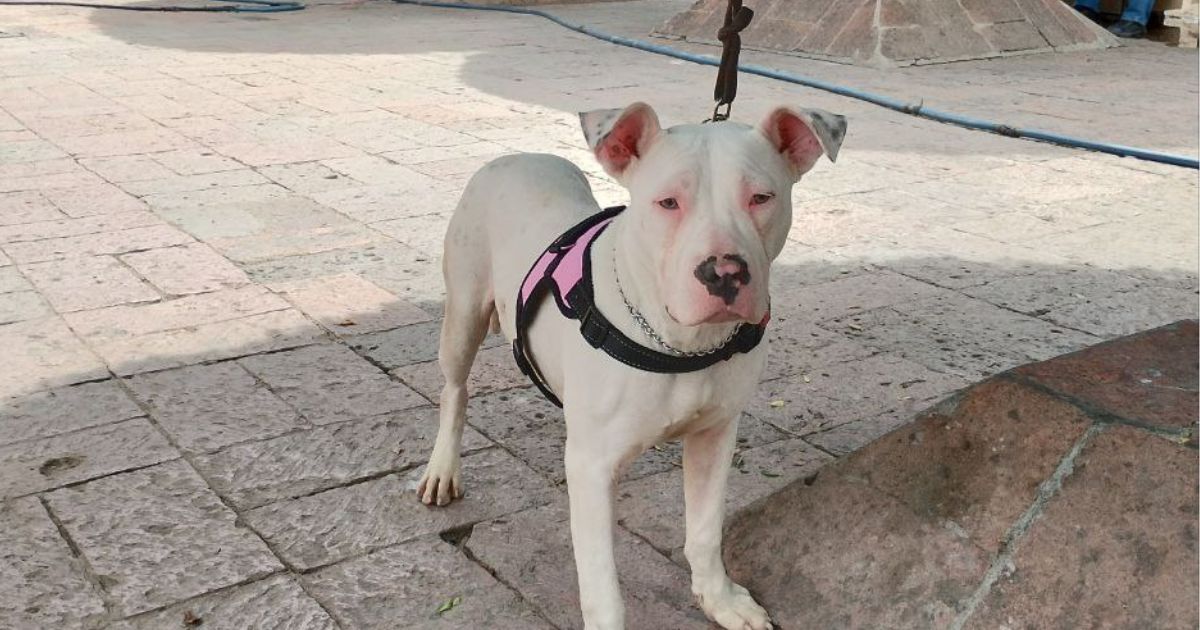 Proponen esterilizar a perros callejeros para disminuirlos en León