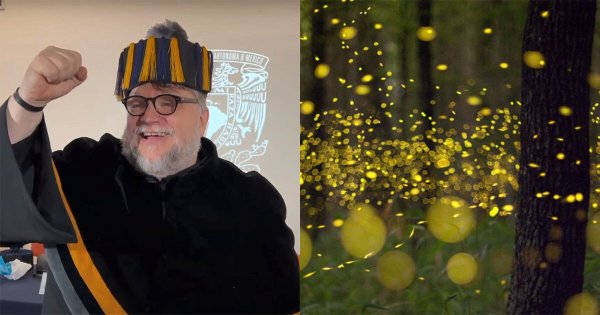 ‘Guillermo del Toro ya vive en el bosque’: bautizan luciérnaga con su nombre  