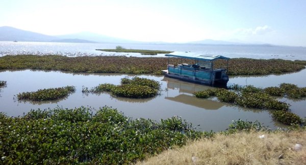 Buscan preservación de la Laguna de Yuriria con control de incendios y concientización 