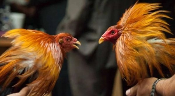 Descartan peleas de gallos para la Feria de las Fresas de Irapuato; en Acámbaro las defienden 