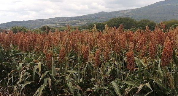 Campo de Guanajuato espera buena cosecha para el ciclo agrícola primavera-verano 