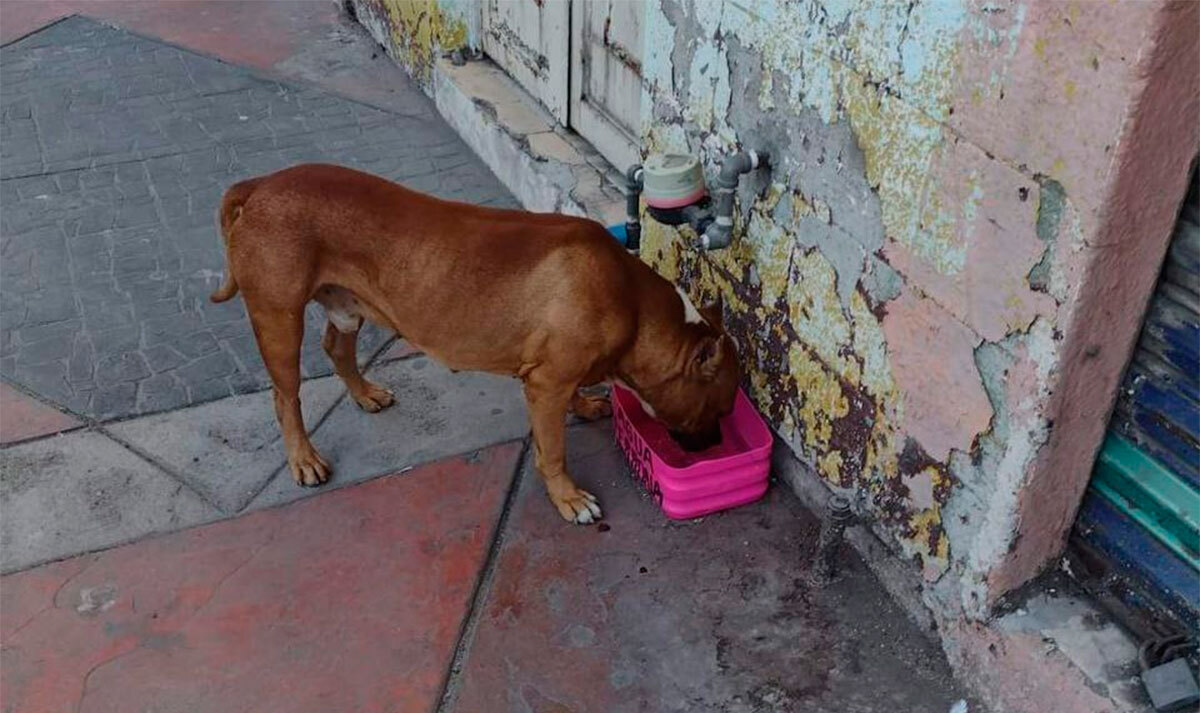 Ya suman más de 100 perritos envenenados en Salamanca