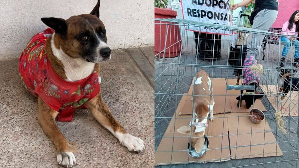 Familias no los quisieron: fracasa adopción de perros adultos en Salamanca 