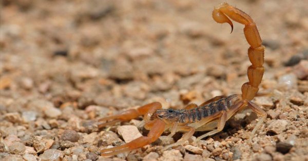 ¡Cuidado! Picaduras de alacrán aumentaron 13% en la región de Salamanca