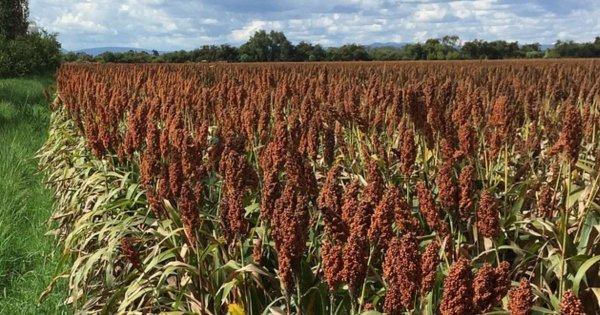 Cometen error con apertura de presas para riego en Salamanca, líder campesino