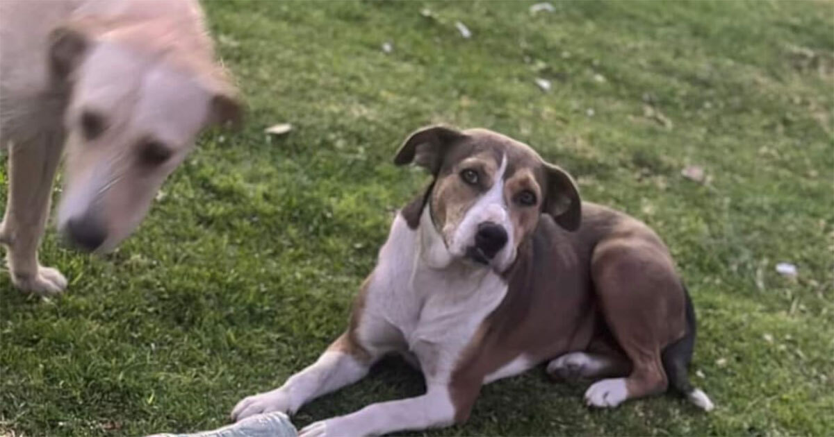 ¡Indignante! Amenazan con envenenar perritos callejeros en Arboledas de Ciudad Bajío de Salamanca