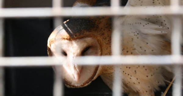 Liberan seis ejemplares de animales en la Cuenca de la Esperanza en Guanajuato capital