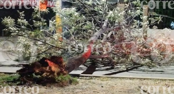 Fuertes vientos tiran árbol de 8 metros en la avenida Independencia de Irapuato