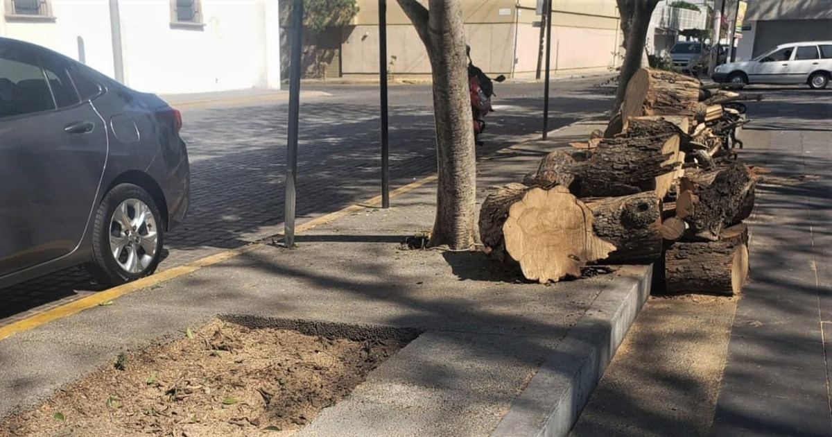 Talan siete árboles del parque La Alameda en Celaya; advierten que cortarán 2 más