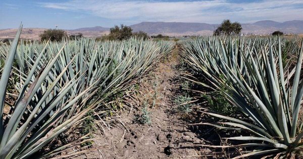 Confirma SMAOT deforestación por agave en Guanajuato; anuncian certificado de sustentabilidad