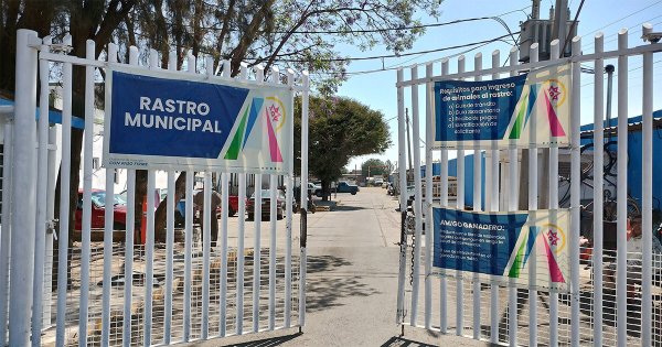 Tras inspección a negocios ‘sospechosos’, incrementa matanza en Rastro Municipal de Irapuato