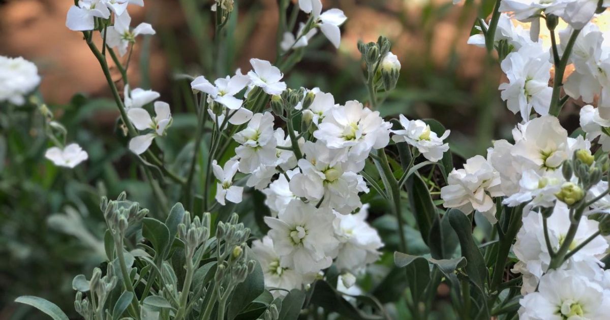 Productores de Guanajuato capital confían en Día de las Flores para superar malas ventas y sequías