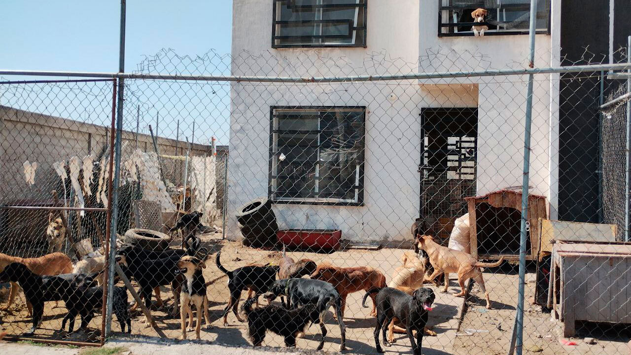 Refugio de perros en Salamanca defiende su labor y pide tolerancia ante quejas de vecinos