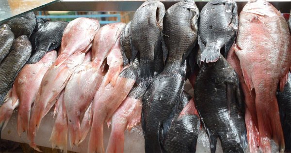 Destruyen 45 kilos de mariscos que se iban a comercializar en mal estado en Guanajuato