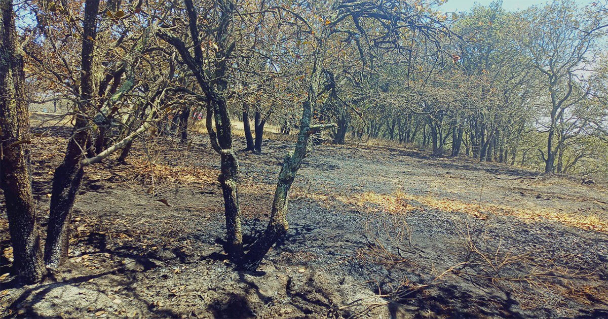 Incendio en Sierra de Lobos arrasa más de 200 hectáreas de área natural protegida en León