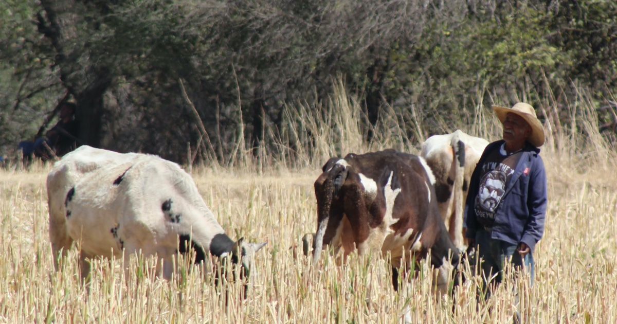 Campesinos de Silao se enfrentan a falta de pasturas; ganado en riesgo