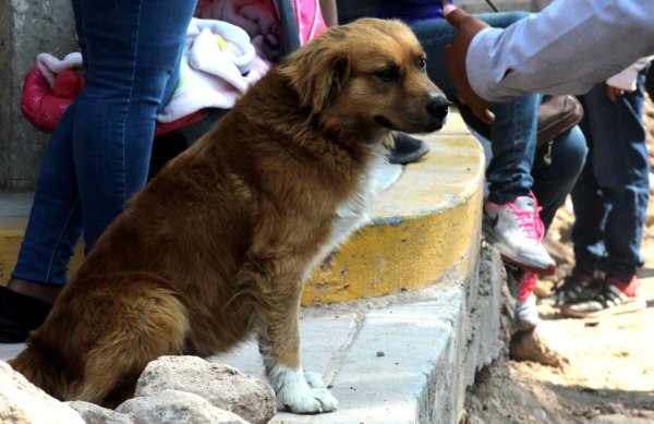 Con campañas, se han logrado 24 adopciones en el Centro de Protección Animal de Celaya  