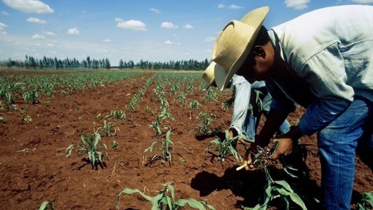 Arranca cosecha de temporal en Guanajuato: preocupa falta de lluvias e indiferencia de gobierno federal