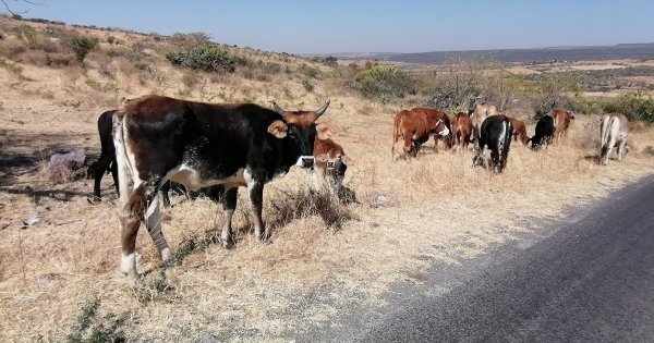 Sequía ya afecta a los ganaderos de Salamanca; advierten posibles incrementos de precios