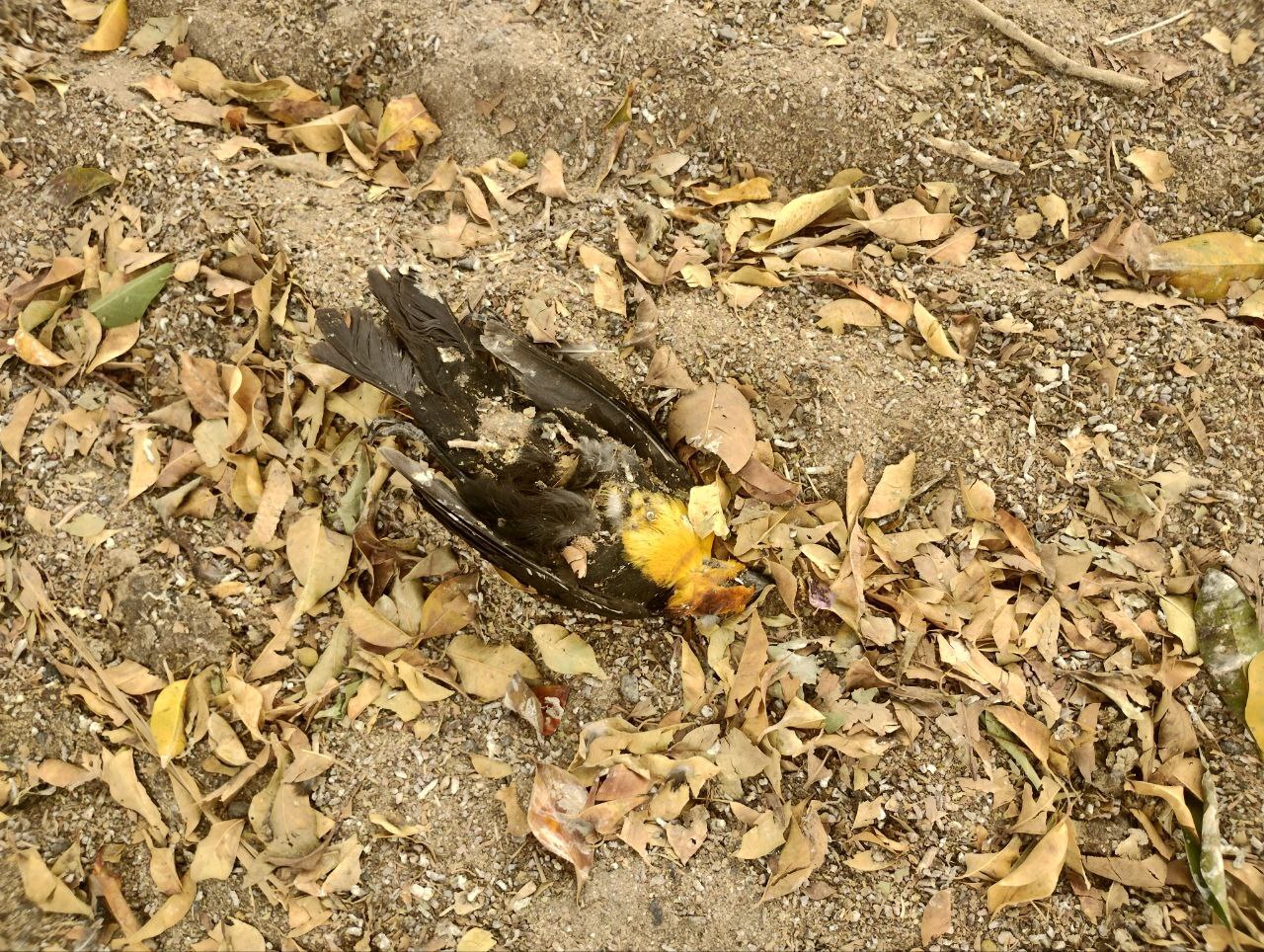 Bulevar Valtierra en León se convierte en ‘cementerio’ de animales y foco infeccioso