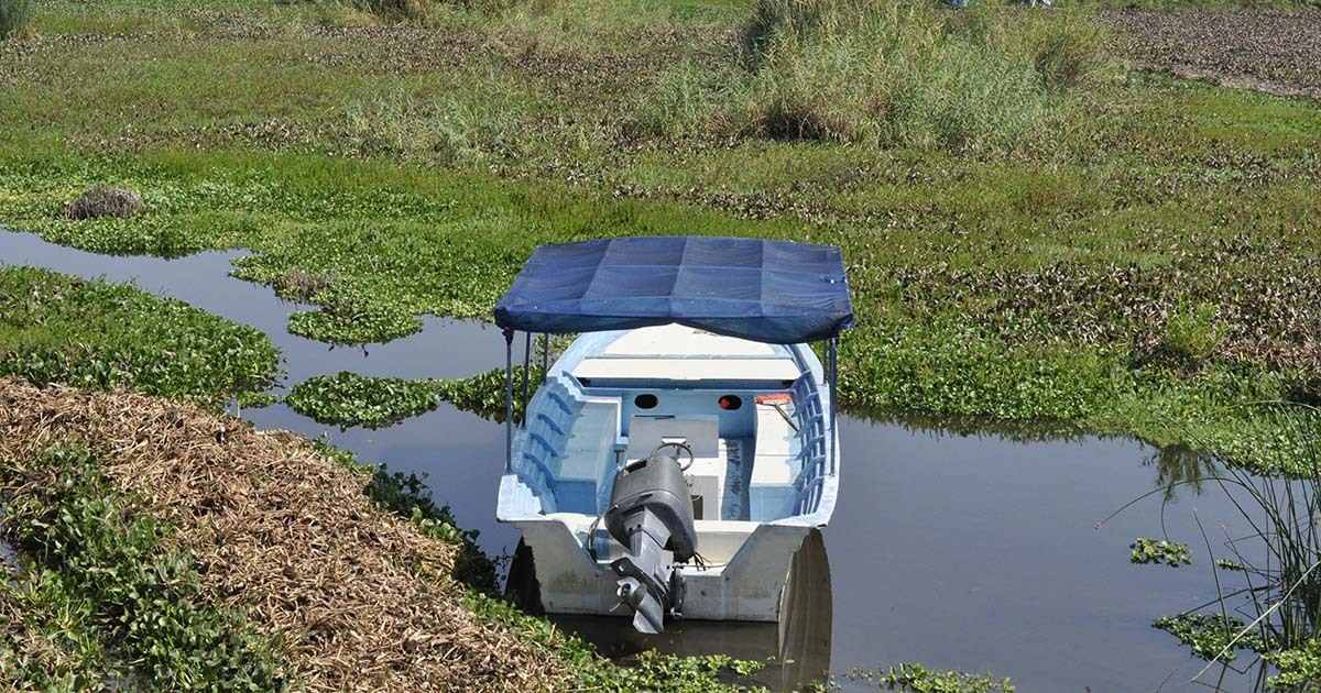 Bióloga de la UG propone inteligencia artificial y tecnología para controlar el lirio en la laguna de Yuriria