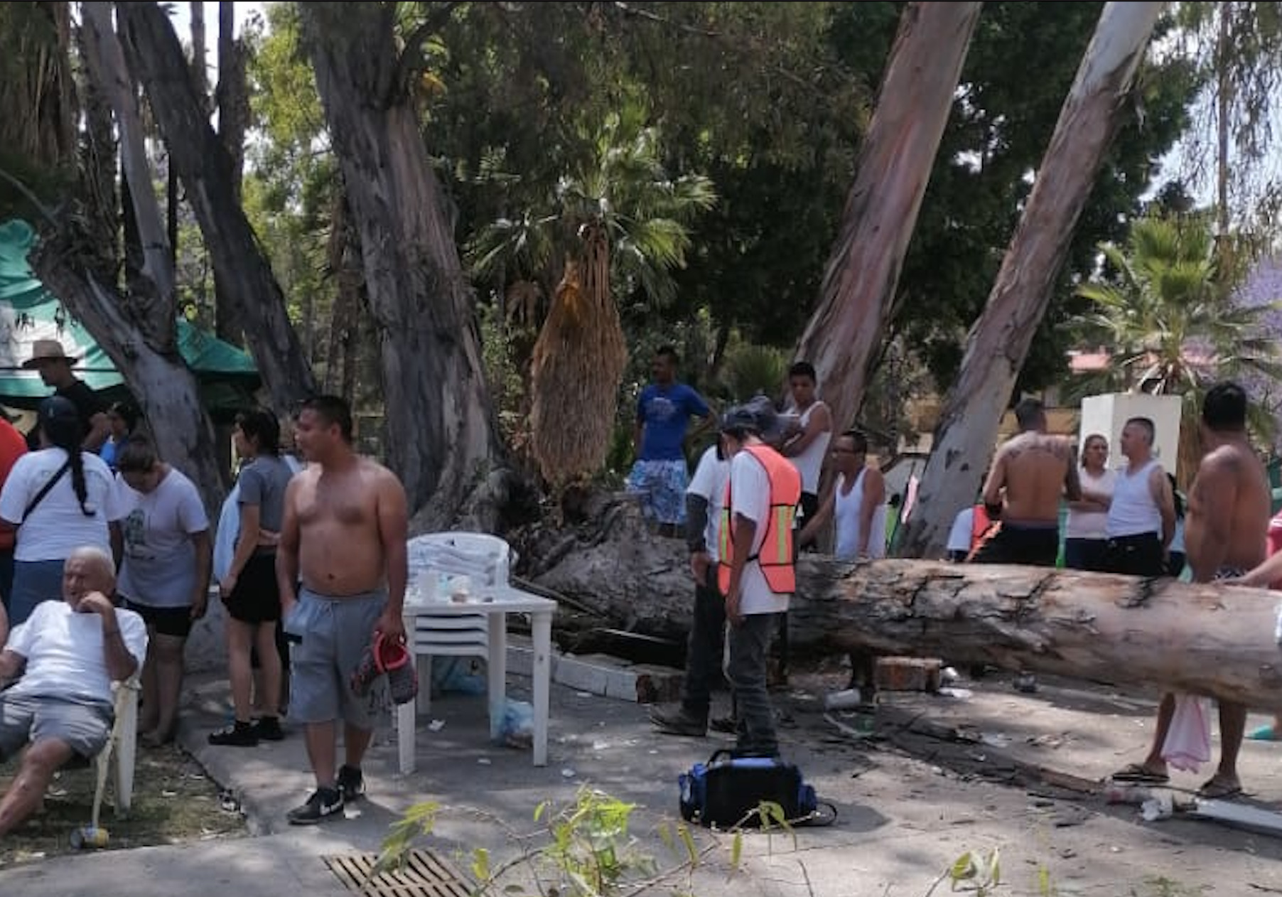 Tras colapso de árbol en balneario de Silao, detectan riesgo en tres ejemplares 