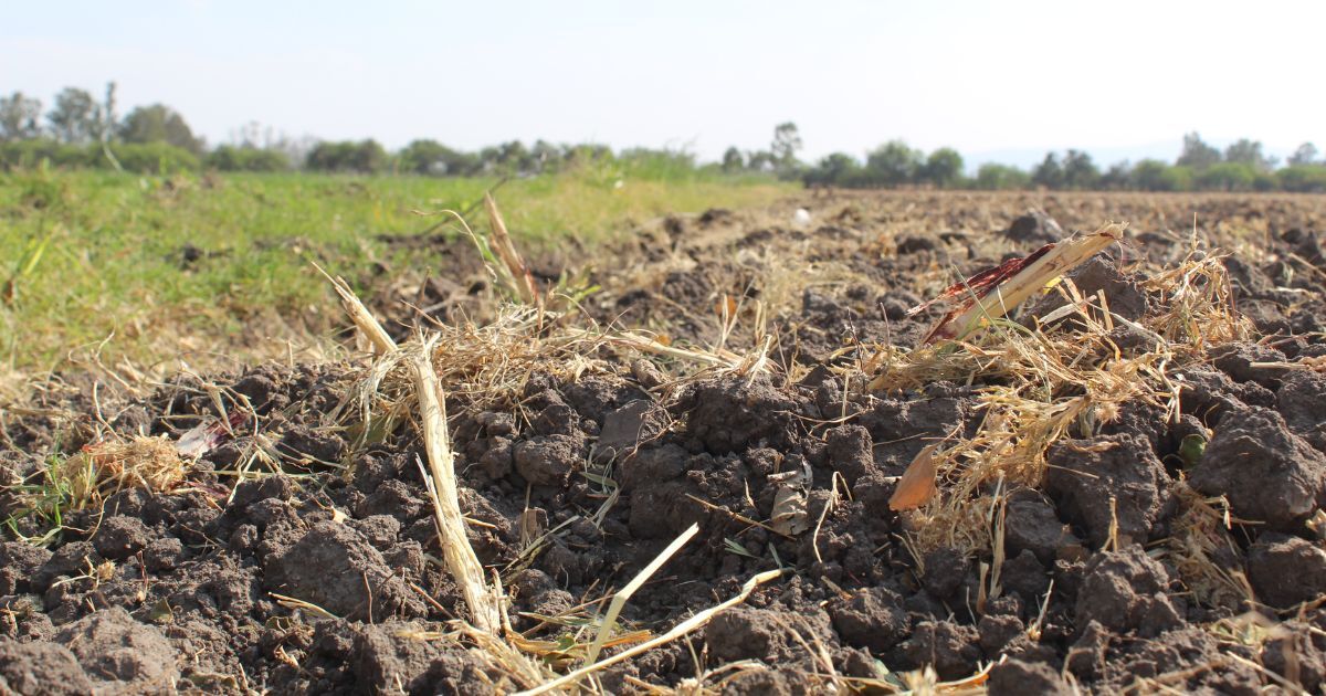 Aún sufren por sequía del año pasado agricultores de Guanajuato, confían en lluvias este año