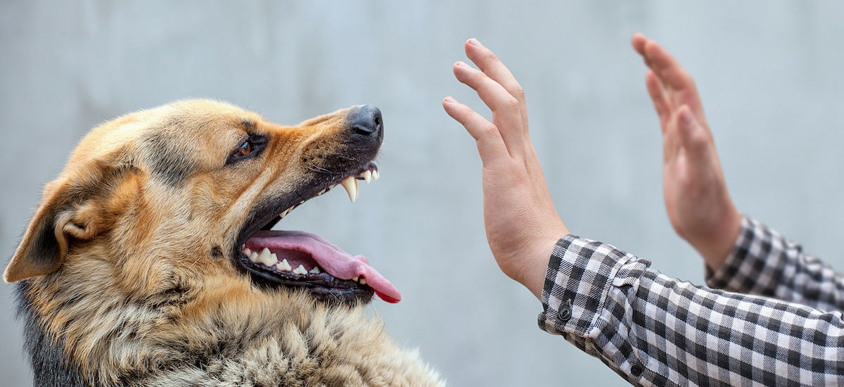 Ante denuncias por maltrato animal en San Diego de la Unión, exhiben ataque de jaurías 