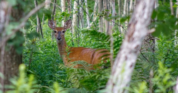 Ante proliferación de fauna en el Cerro Blanco de Yuriria, piden acciones contra la caza