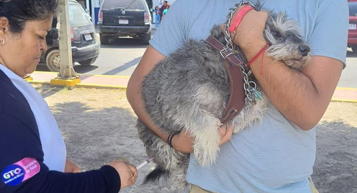 Arranca la campaña de vacunación antirrábica en Guanajuato ¡No olvides llevar a tu mascota!