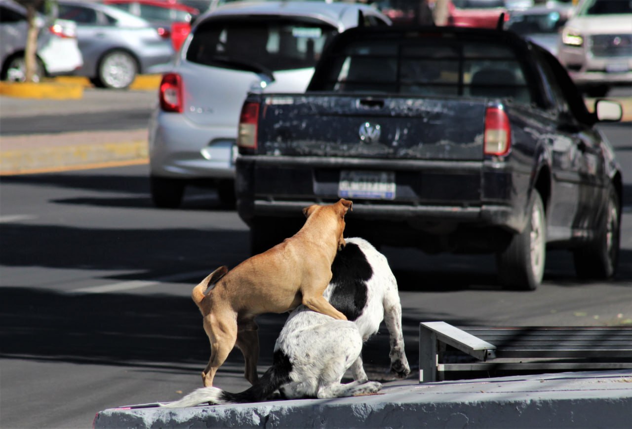 ¿Tienes mascotas? En Celaya será obligatorio colocar un chip a perros y gatos 