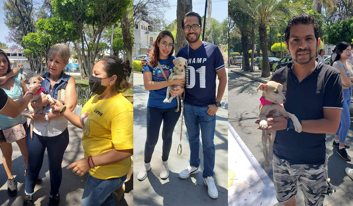 Programa CREA de Celaya impulsa adopción de animales en abandono