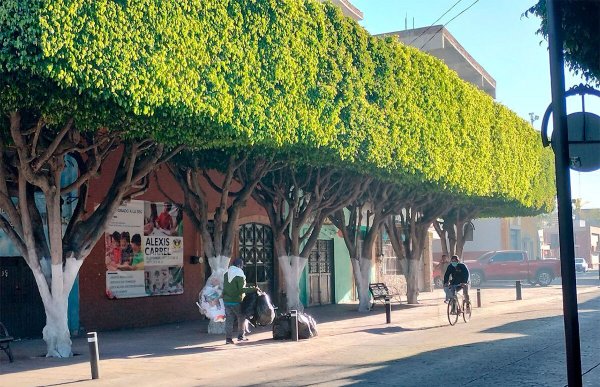 Plaga de muérdago en León consume a 4 de 10 árboles