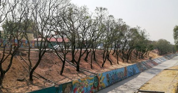 Municipio de León plantará 240 árboles para compensar tala en el Malecón del Río