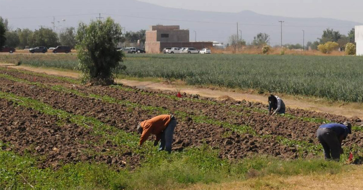 Afecta a agricultores de Guanajuato el fin de subsidio para pozos de agua