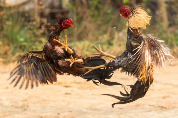 Meten freno a peleas de gallos y carreras en ciudades de Guanajuato, en rurales se mantienen clandestinas