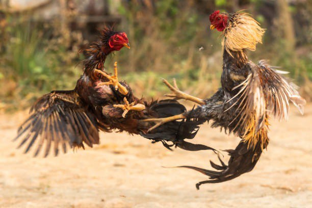 Meten freno a pelas de gallos y carreras en ciudades de Guanajuato, en rurales se mantienen clandestinas